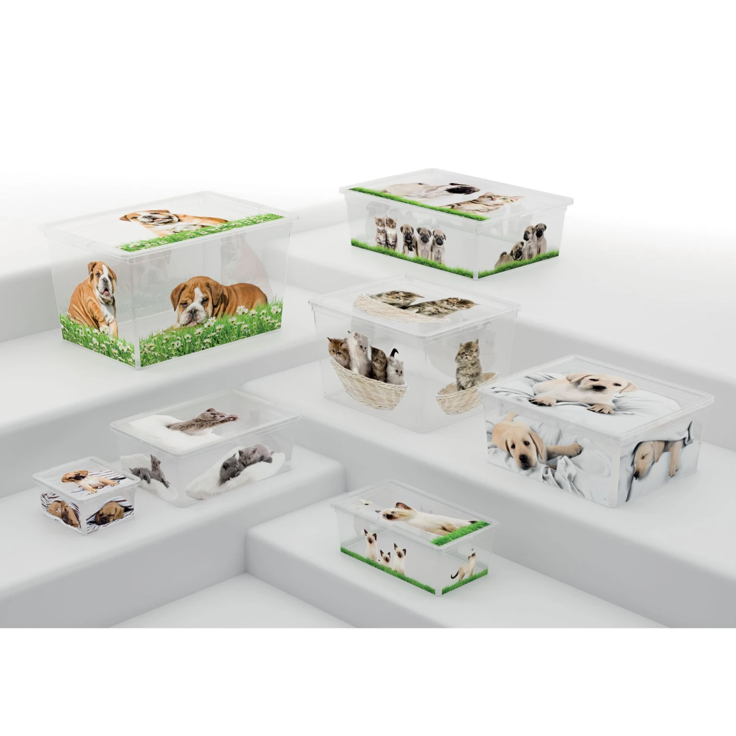 Contenitore Box Style XS Puppy And Kitten 4 Contenitore Box Style XS Puppy And Kitten - immagine 2